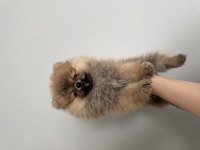 Üst düzey pomeranian boo son 3 dişi