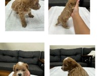 Maltipoo bebekler