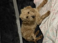 Arayanı üzmeden sahiplendirilecek maltipoo