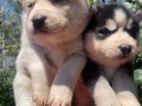 Anne Altından yeni sütten kesilmiş safkan huskyler