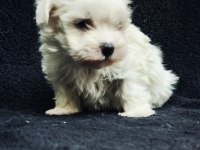 Bu Sevecen Maltese Terrier Kaçmaz!