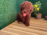 Toy Poodle Bebekler Referans Yavru