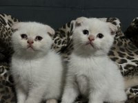 Scottish Fold Yavru Kediler