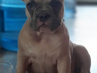 AŞILI FLUFFY ve İSABELLA TAŞIYICI FRENCH BULLDOG KIZIMIZ