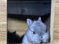 Cüce bebeklerimiz (chinchilla)