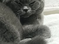 Sahiplendirilecek british shorthair