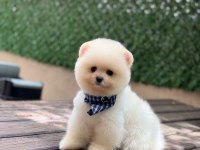 Yavru Pomeranian Boolarımız
