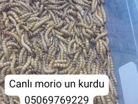 Un kurdu canlı kurutulmuş morio kurdu
