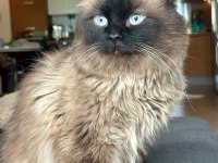 Güzel Ragdoll Çocuğa Yuva
