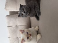 British Shorthair Kedisi
