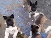 A kalitede garantili akita yavruları