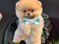 SAFKAN ŞECERELİ POMERANİAN BOO YAVRULAR