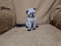 Scottish fold shorthair çikolata point