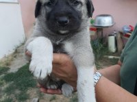 SAFKAN 6 TIRNAKLI SOYLU ÖZEL ÜRETİM KANGAL YAVRULAR