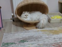 Ücretsiz sahiplendirme kedimiz