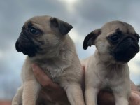 Pug yavruları