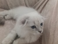 Scottish fold 100 günlük