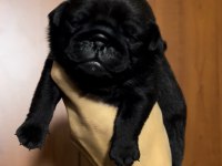 PUG KÖPEKLER REZERVEYE AÇIK SADECE