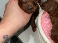 Kore red brown poodle dişi erkek rezerve için hazır bebekler