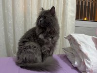 Tüm Aşıları ve Cipli British Shorthair