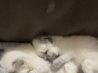 Ragdoll bebekleri