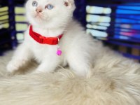 Scottish Fold Blue Point