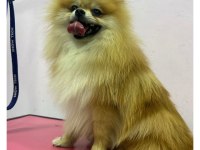 1 Buçuk Yaşında Dişi Pomeranian