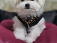 Maltese Dişi Yavrumuz