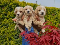 MALTİPOO ÇİFTLİKTEN BEBEKLER