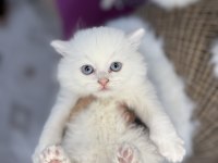 Sağlık garantili kediler ve tüm ırklar mevcuttur