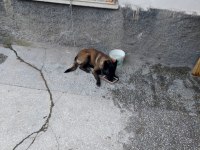 Eğitimli belçika kurdu