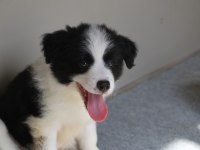 A Şecere Yavru Köpekler