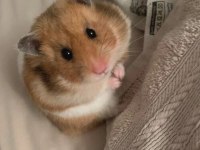 HAMSTER-GONZALES YAVRULARIMIZ HERYERE GÖNDERİM