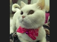 Ücretsiz british shorthair kedimiz