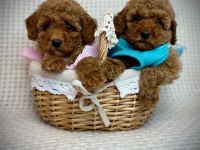 TOY POODLE YAVRULARI