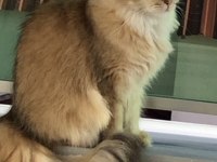 ZÜMRÜT GÖZLÜ DÜNYA GÜZELİ BİR BRITISH LONGHAIR