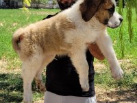 ST Bernard Yavrularımız ırk garantilidir