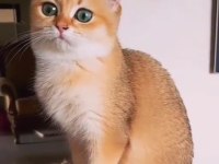 Show kalite british shorthair golden by11 by12 yavrular