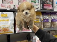 Erkek Bebek Pomeranian