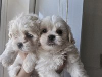 Maltese bebiş köpekler