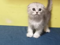 Scottish longhair