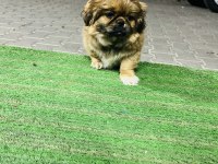 Safkan Çin pekinizi 3 aylık