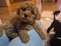 TOYPOODLE YAVRULARIMIZ 