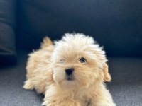 Poodle dan farksız maltipoo
