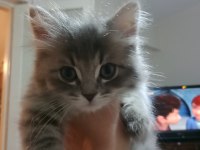 British shorthair 2.5 aylık yavru