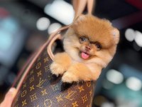 NADİR RENK POMERNİAN BOO (KÜTAHYA EXUMA PET CENTER)
