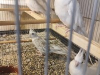 Damızlık SULTAN papağanları
