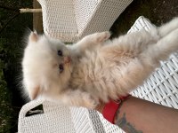 Orjinal British Longhair
