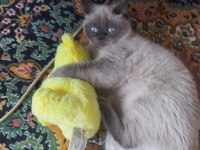 British shorthair blue point dişi 1 yaşında