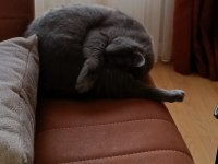 15 aylık british shorthair